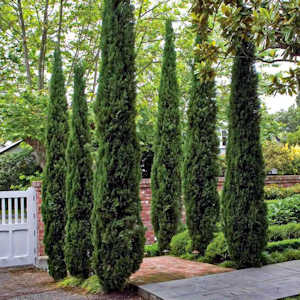 Italian cypress