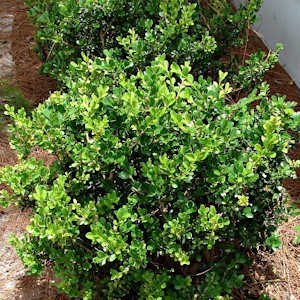 Japanese boxwood