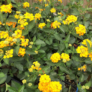 New gold lantana