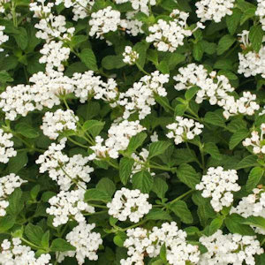 White lantana