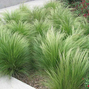 Mexican feather grass