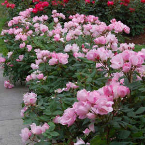 Pink double knockout roses