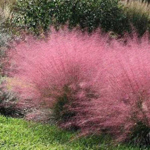Pink gulf muhly grass