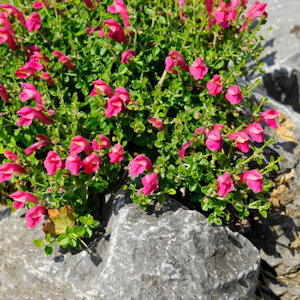 Pink skullcap