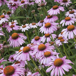 Purple coneflower