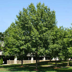 Red oak