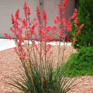 Red yucca