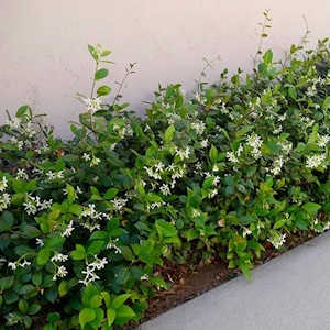 Star jasmine