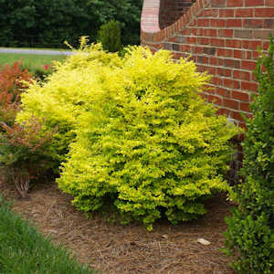 Sunshine ligustrum