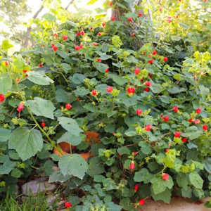 Turk's cap