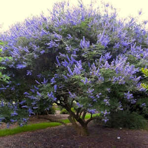 Vitex