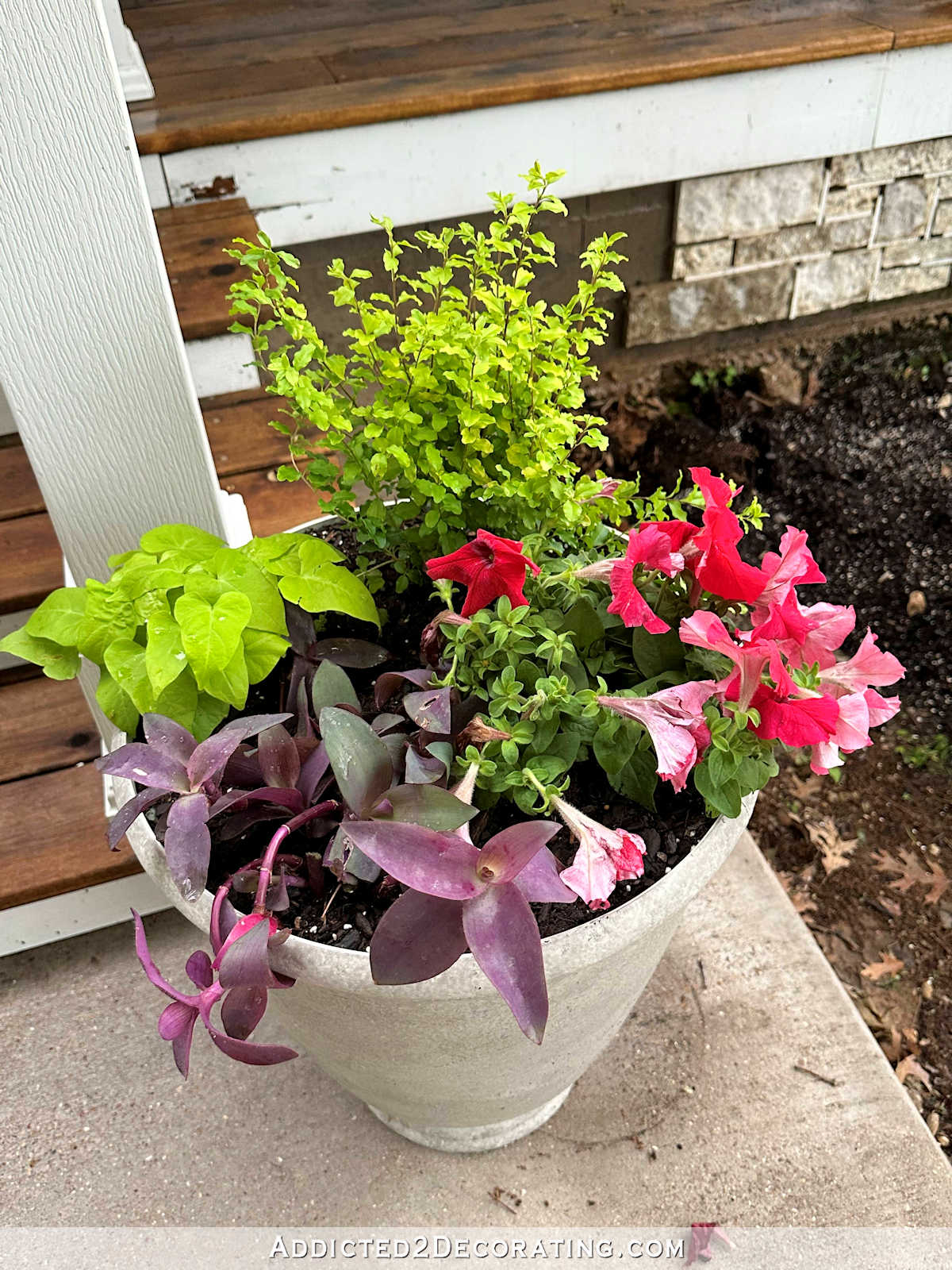 spring planters for curb appeal with sunshine ligustrum, wandering jew, potato vine, and pink petunias