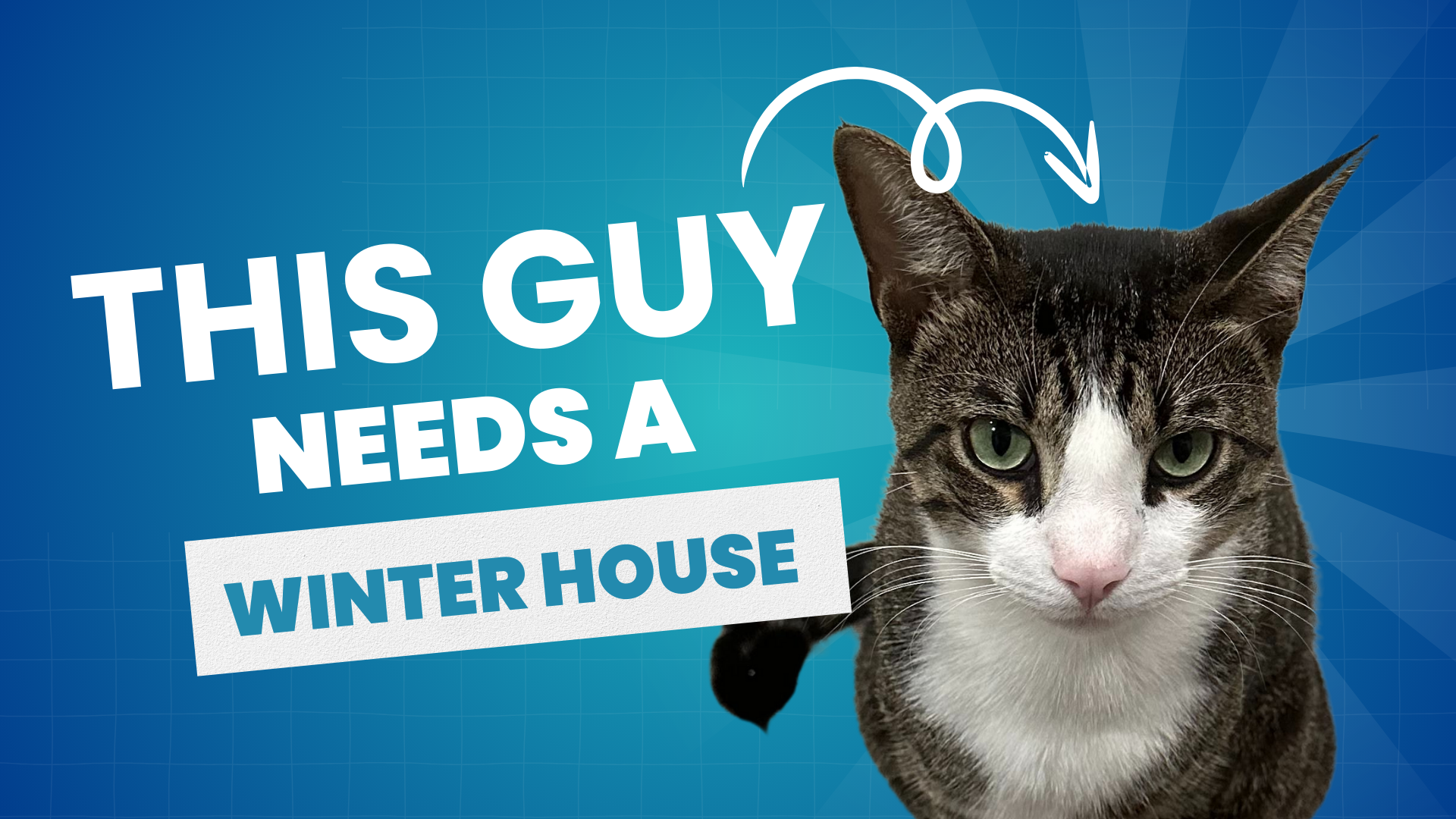 Winterizing A Stray Cat House (Plus, An Update On Our Neighborhood Stray, Tiger)