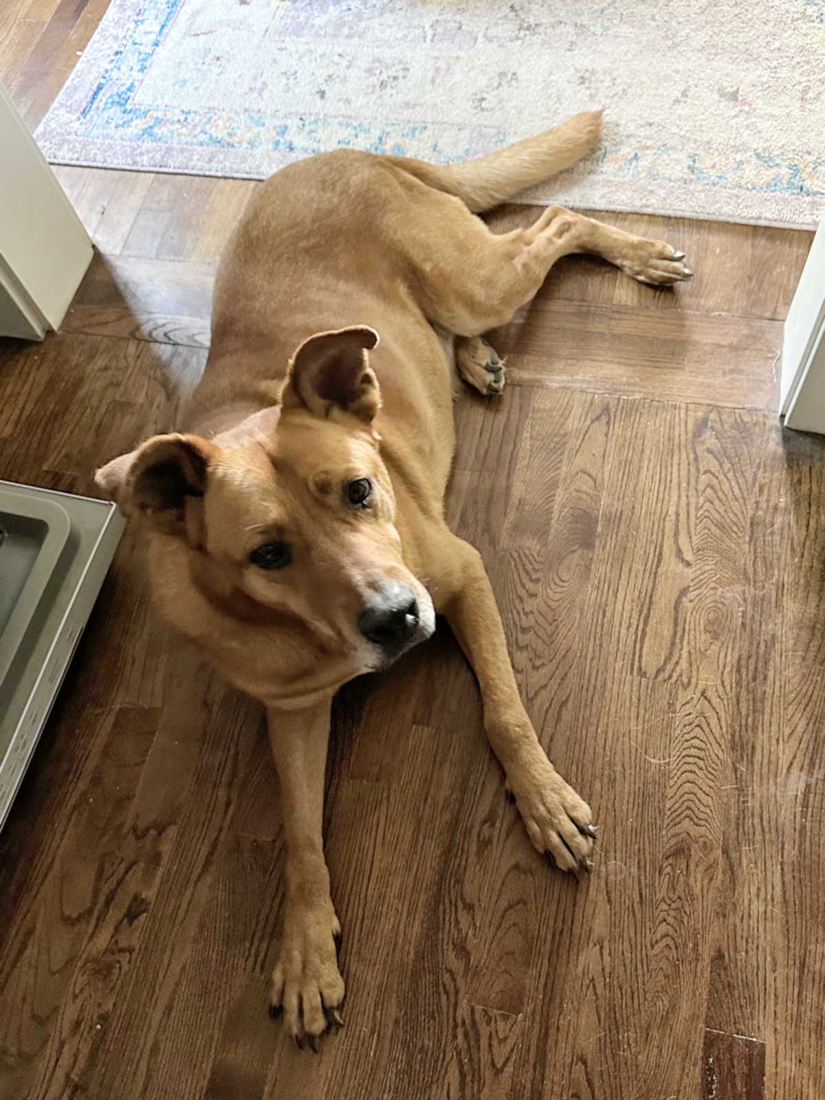 A Hard Lesson Learned — Paint Brand Matters (Plus, Bad News For My Good Boy, Cooper)