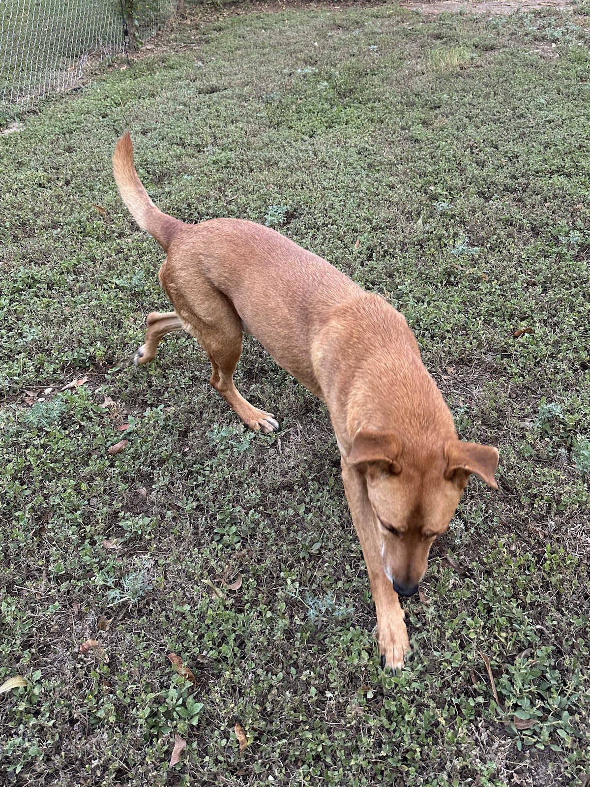 An Update On Tiger And Cooper