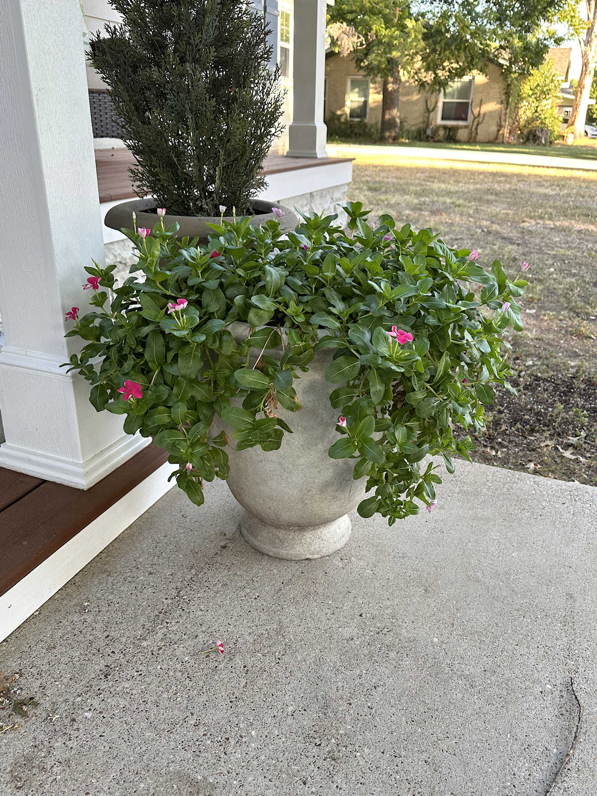 I’ve Never Had Thriving Plants…Until Now!